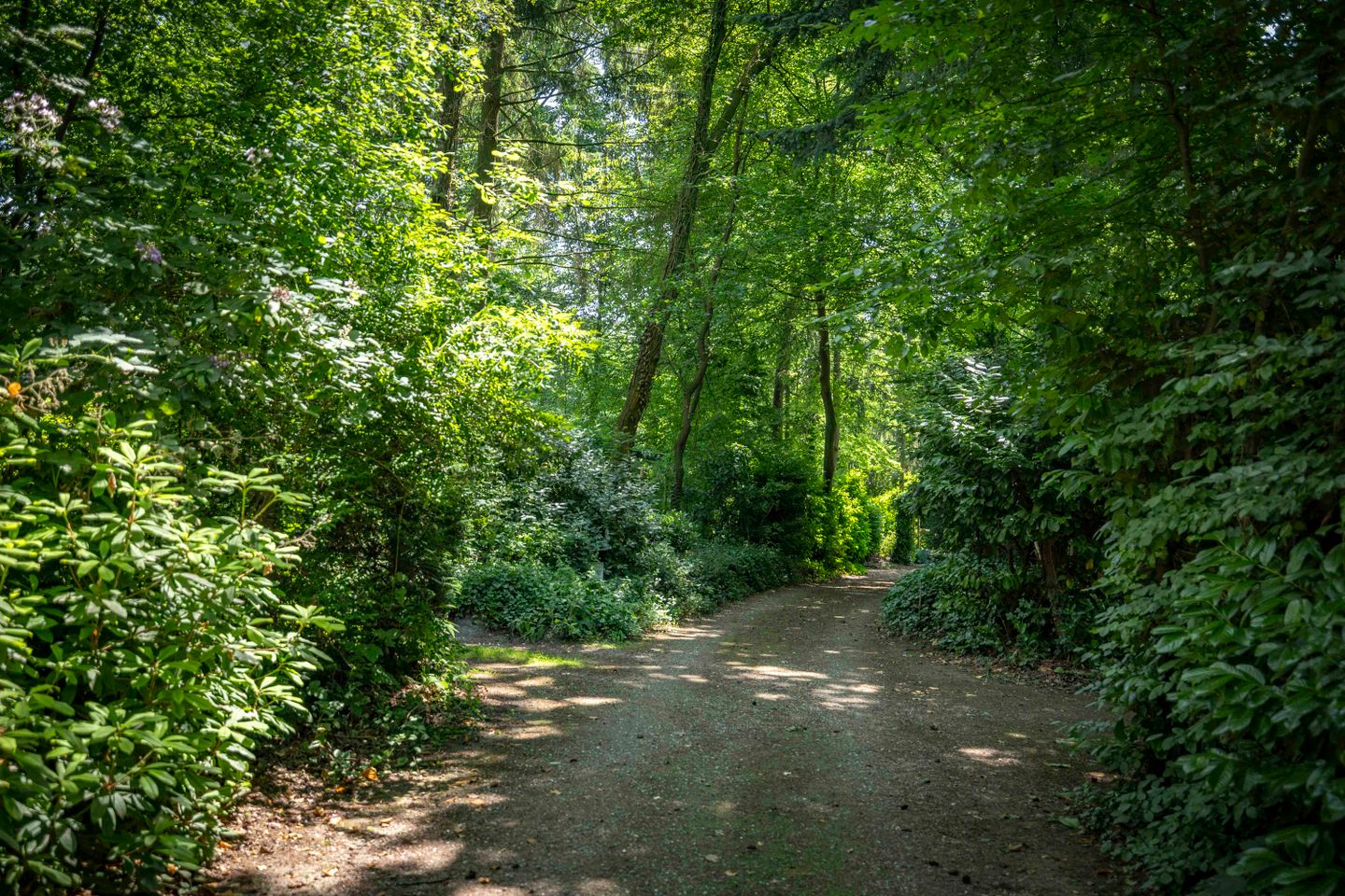 nieuw bos-26.jpg